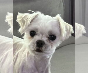 Maltese Dogs for adoption in St. Louis Park, MN, USA