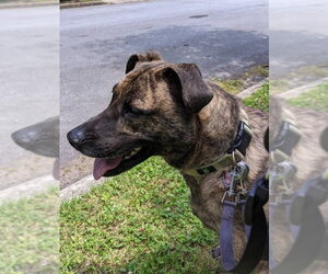 Lola *URGENT FOSTER NEEDED TOO! - Female Boxer-Unknown Mix Dog for Adoption - Photo #3