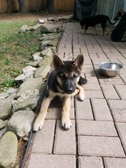 German Shepherd Dog-Wolf Hybrid Mix Puppy for sale in COLUMBIA STATION, OH, USA