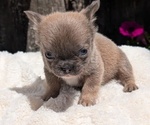 Small #6 French Bulldog