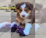 Puppy 5 Australian Shepherd