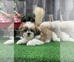 Small #2 Shih Tzu