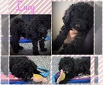 Puppy 2 Goldendoodle mix (+ Poodle Miniature)
