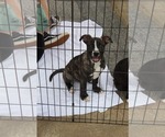 Small #3 Labrador Retriever-Plott Hound Mix