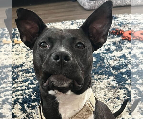 Medium Photo #42 American Pit Bull Terrier-Unknown Mix Puppy For Sale in Fargo, ND, USA