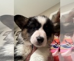 Small Photo #20 Pembroke Welsh Corgi Puppy For Sale in HERMITAGE, TN, USA