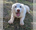 Small #7 Great Pyrenees