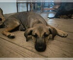 Small #10 Mutt