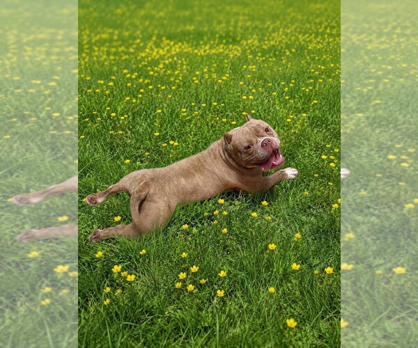 Medium Photo #12 Bulldog-Unknown Mix Puppy For Sale in Spotsylvania, VA, USA