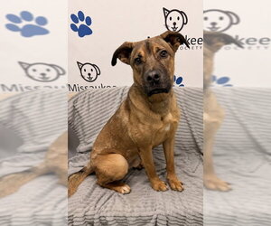 Mutt Dogs for adoption in Lake City, MI, USA