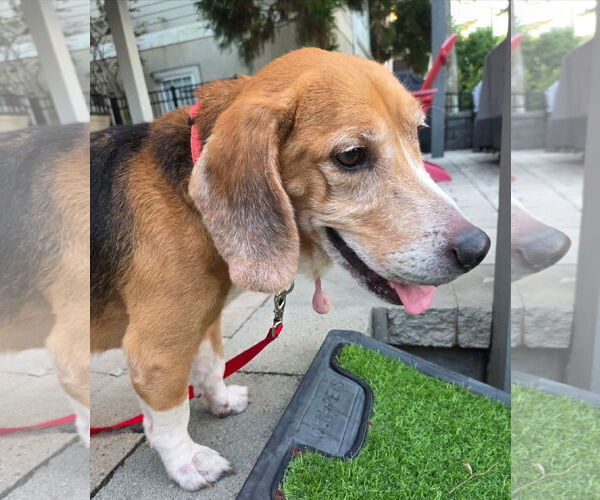 Medium Photo #3 Beagle Puppy For Sale in Dunnellon, FL, USA