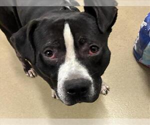 American Pit Bull Terrier Dogs for adoption in Derwood, MD, USA