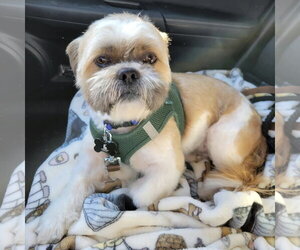 Shih Tzu-Unknown Mix Dogs for adoption in Spring Lake, NC, USA