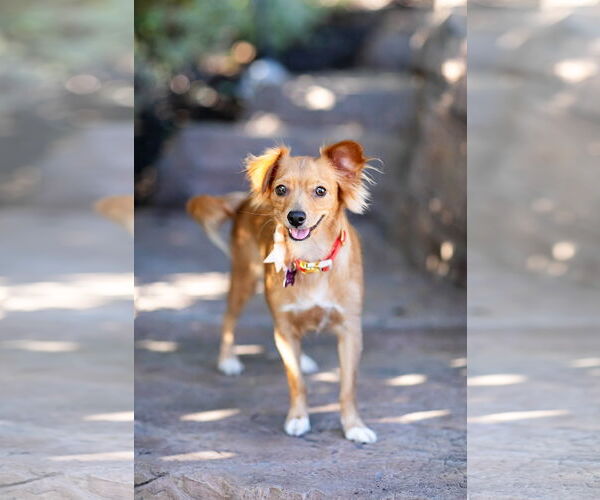 Medium Photo #7 Chiweenie Puppy For Sale in Corona, CA, USA