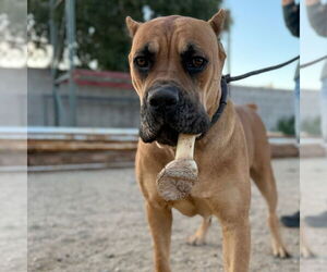 Mutt Dogs for adoption in Goodyear, AZ, USA