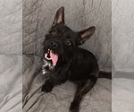 Small #1 Mutt
