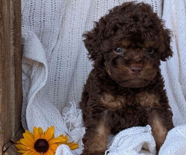 Medium Photo #49 Cock-A-Poo Puppy For Sale in GOSHEN, IN, USA