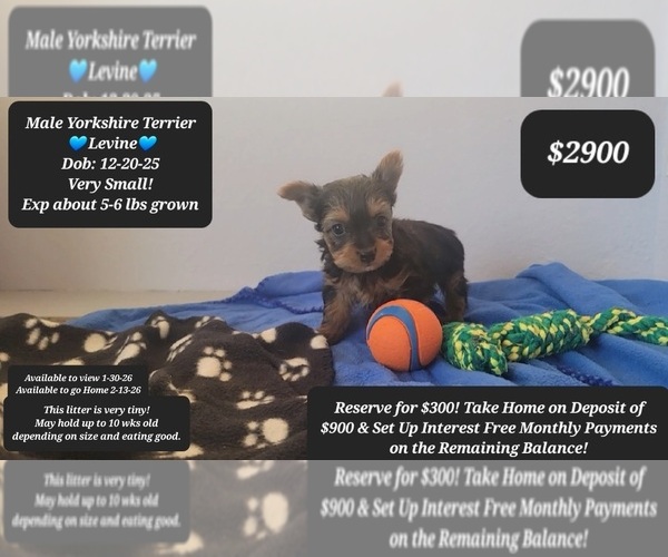 Medium Photo #1 Yorkshire Terrier Puppy For Sale in TUCSON, AZ, USA