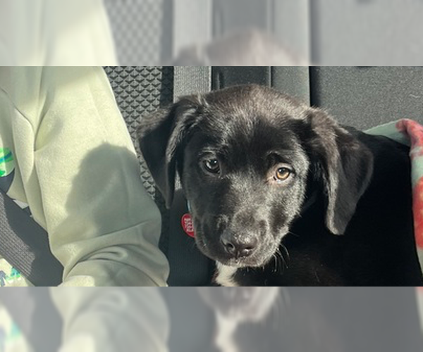 Medium Photo #1 Mutt Puppy For Sale in Springdale, PA, USA