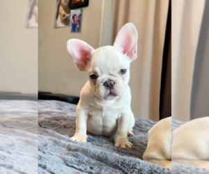 French Bulldog Puppy for sale in BREMEN, IN, USA