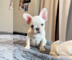 Small French Bulldog