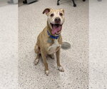 Small Labrador Retriever Mix