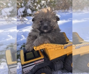 Pom-A-Poo Puppy for sale in MIDDLEBURY, IN, USA