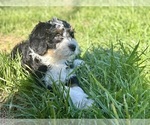 Small #4 Miniature Bernedoodle
