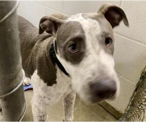 American Pit Bull Terrier-Unknown Mix Dogs for adoption in Olathe, KS, USA