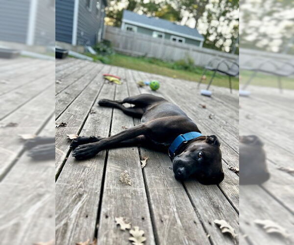 Medium Photo #7 Boxador Puppy For Sale in Minneapolis, MN, USA