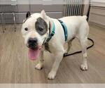 Small #3 American Pit Bull Terrier