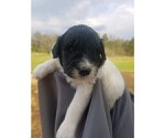 Small Photo #5 Pyredoodle Puppy For Sale in NASHVILLE, TN, USA