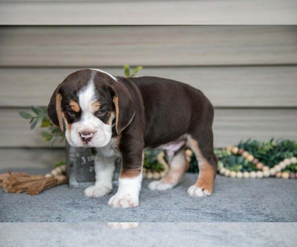 Medium Photo #16 Beabull Puppy For Sale in MILLERSBURG, OH, USA