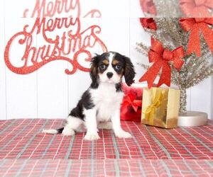 Cavalier King Charles Spaniel Puppy for sale in BEL AIR, MD, USA