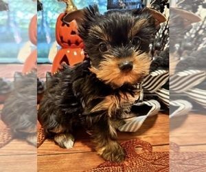 Yorkshire Terrier Puppy for sale in DURHAM, CT, USA