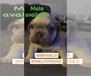 French Bulldog Puppy for sale in OCEANSIDE, CA, USA