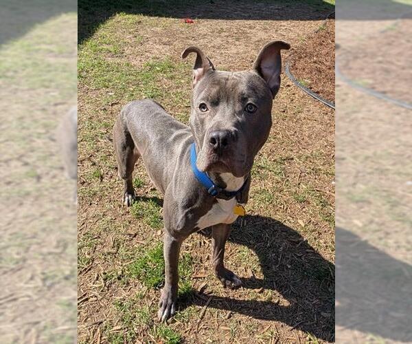 Medium Photo #2 Mutt Puppy For Sale in Plano, TX, USA