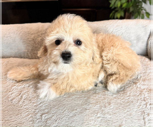 Medium Photo #3 Maltipoo Puppy For Sale in GREENWOOD, IN, USA