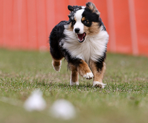 Father of the Miniature American Shepherd puppies born on 06/25/2025