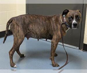 Medium Boxer Mix