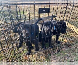Labrador Retriever Dog for Adoption in STILLWATER, Oklahoma USA