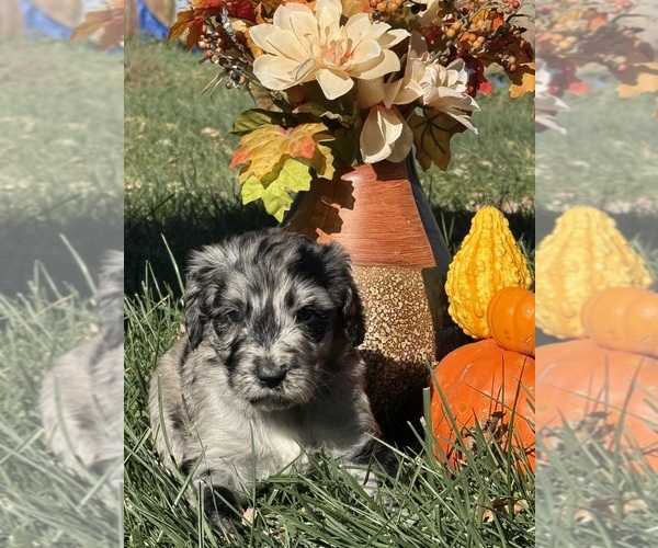 View Ad Newfypoo Puppy for Sale near Iowa, STRATFORD, USA. ADN839442