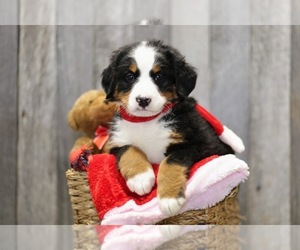 Bernese Mountain Dog Puppy for sale in FREDERICKSBG, OH, USA