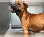 RAVEN - Female Boxer-Unknown Mix Dog for Adoption - Small photo