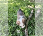 Small #3 Pembroke Welsh Corgi