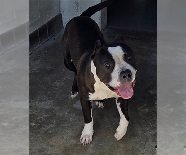 Medium Photo #1 Mutt Puppy For Sale in Sanford, FL, USA