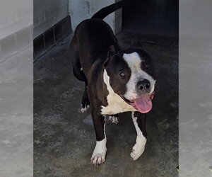 Mutt Dogs for adoption in Sanford, FL, USA