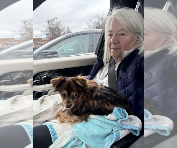 Medium Photo #2 Mutt Puppy For Sale in Greenbelt, MD, USA