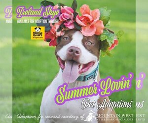 American Pit Bull Terrier-Unknown Mix Dogs for adoption in Sandy, UT, USA