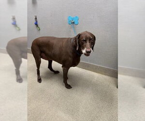 German Shorthaired Pointer-Unknown Mix Dogs for adoption in Las Vegas, NV, USA
